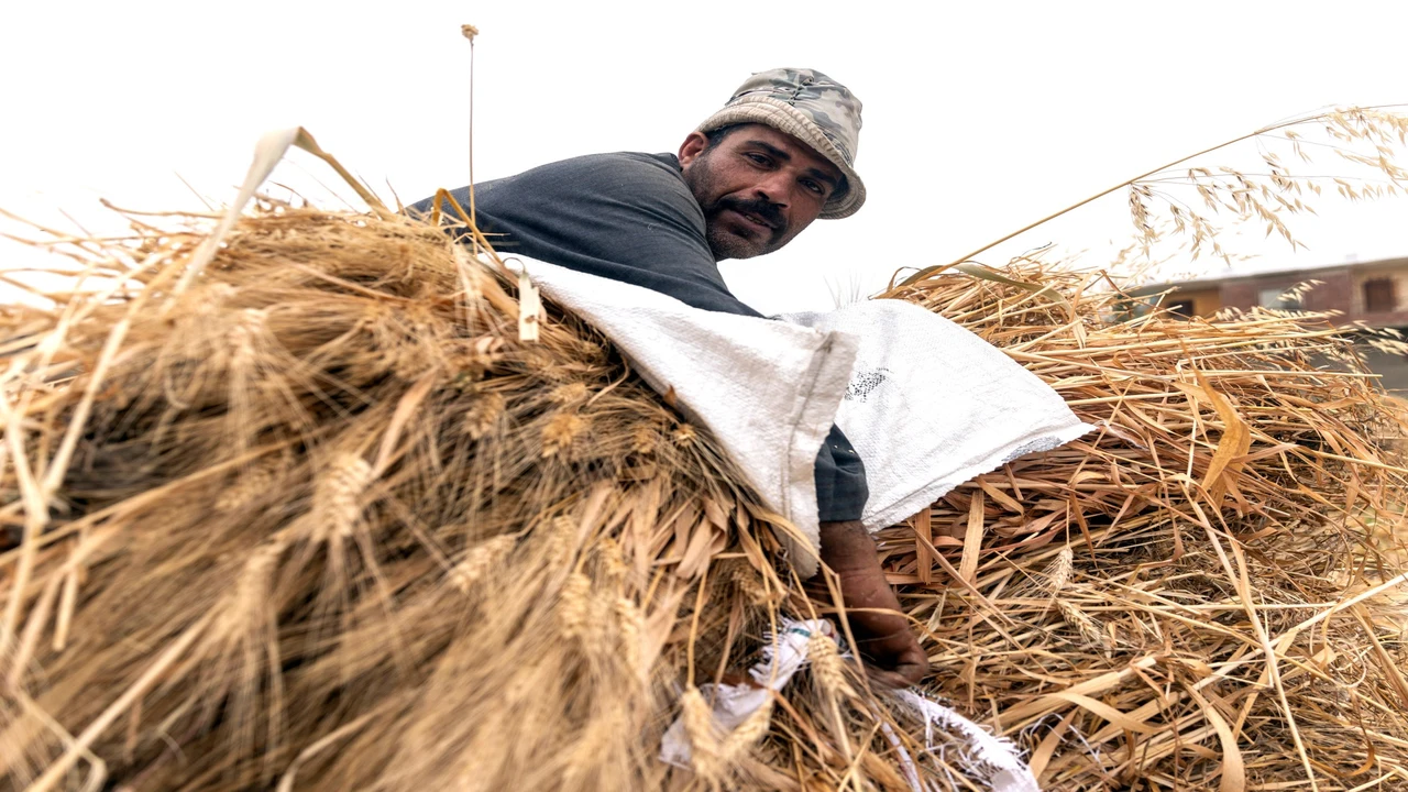 خطوات مصرية للوصول إلى الاكتفاء الذاتي من قمح الخبز المدعوم بحلول 2028